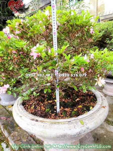 Hoa đỗ quyên hồng phấn bonsai 60cm tại ILG