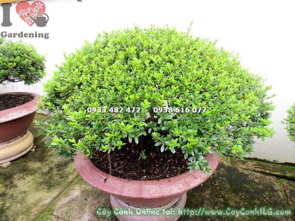 Chăm sóc đỗ quyên bonsai tán đẹp 70cm cắt tỉa tưới nước đúng cách