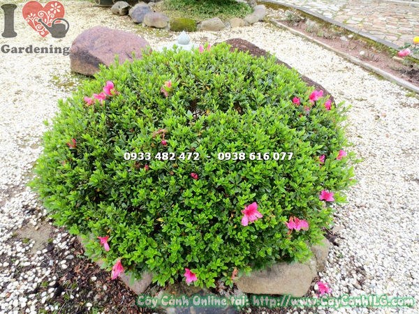 cây đỗ quyên bonsai tán rộng 80cm trồng cảnh quan - ILG