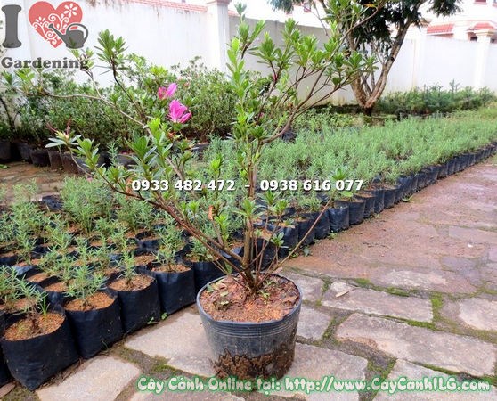 Cây đỗ quyên 60cm – điểm nhấn cảnh quan sân vườn và công trình