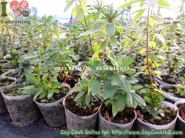 Hình ảnh cây đỗ quyên giống cao 20cm nhìn tổng thể tán lá