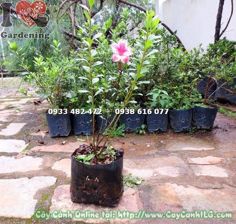 Cây đỗ quyên giống cao 40cm – Ms 14688 tại vườn ILG