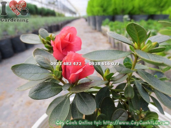 Cây đỗ quyên hoa đỏ 12cm – lộ trình phát triển thành cây cảnh đẹp