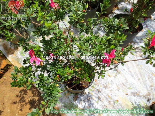 Cây đỗ quyên đỏ hồng bụi 75cm phù hợp trang trí sân vườn công trình
