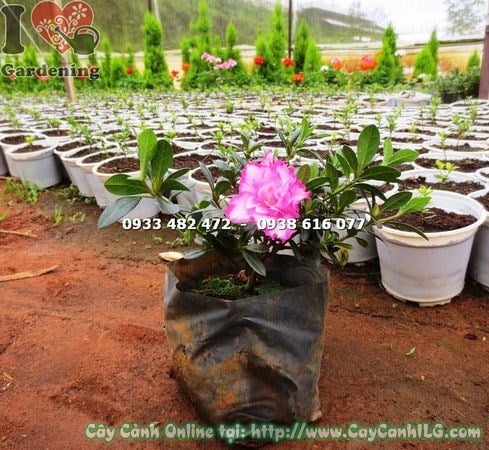Cây đỗ quyên hoa kép bụi nhỏ cao 20cm tại vườn ILG