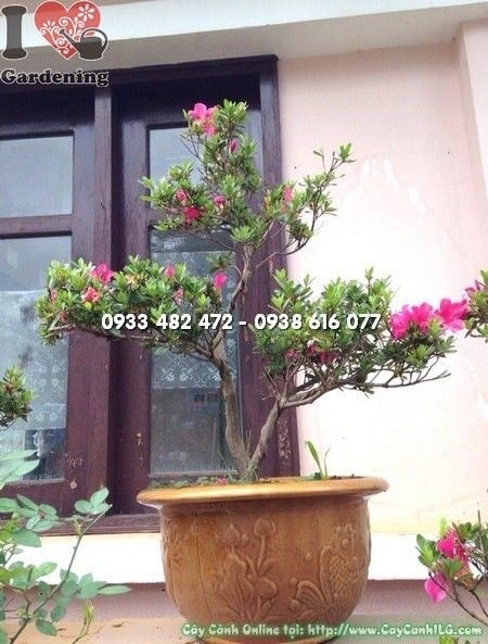 Cây Đỗ Quyên Mini Bonsai hoa đẹp tinh tế