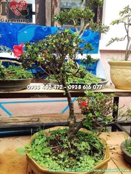 Cây Đỗ Quyên Mini Bonsai hoa rực rỡ chậu đẹp