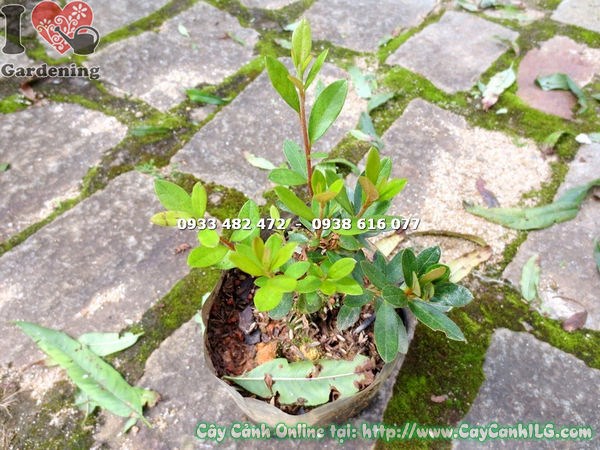 Cắt tỉa tạo dáng cây đỗ quyên Phú Quốc – kỹ thuật đúng cách