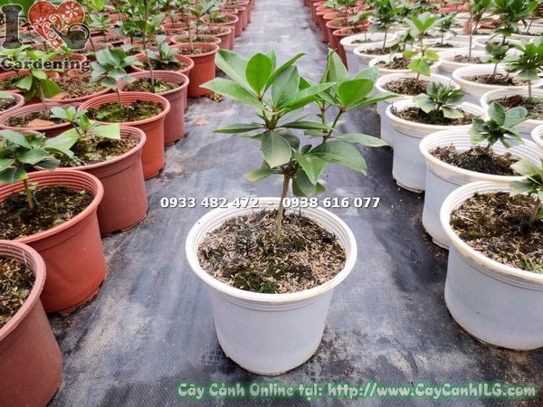 Hình ảnh cây đỗ quyên úc giống cao 20cm Ms 13177 tại vườn ILG