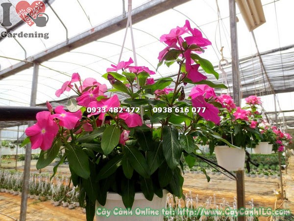 Cây dừa cạn treo 30cm giỏ treo trang trí quán cà phê cảnh quan