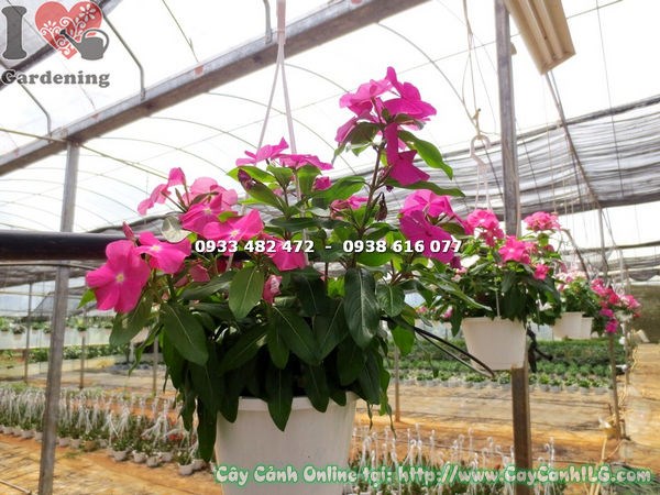 Đặc điểm cây dừa cạn treo thân rủ lá xanh hoa đẹp