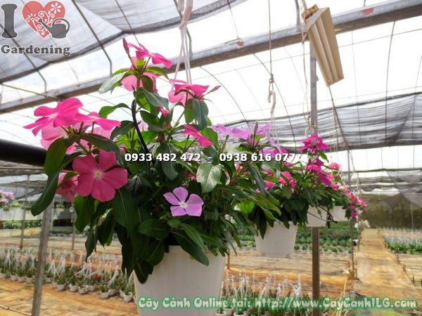 Cây dừa cạn treo cao 30cm hoa đẹp rủ giỏ treo ban công