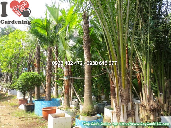 Cây dừa dầu đường kính 0,7m - Ms:12104 tại vườn ILG