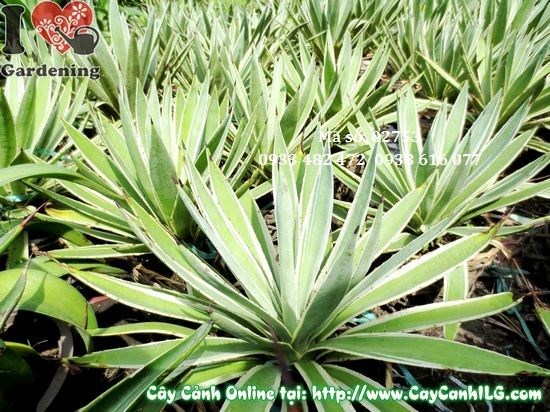 Chồi cây dứa gai nhân giống