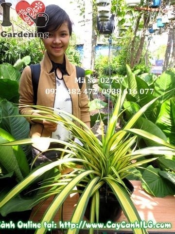 Cây dứa thái 35cm – chậu trồng trang trí sân vườn và tiểu cảnh nội thất