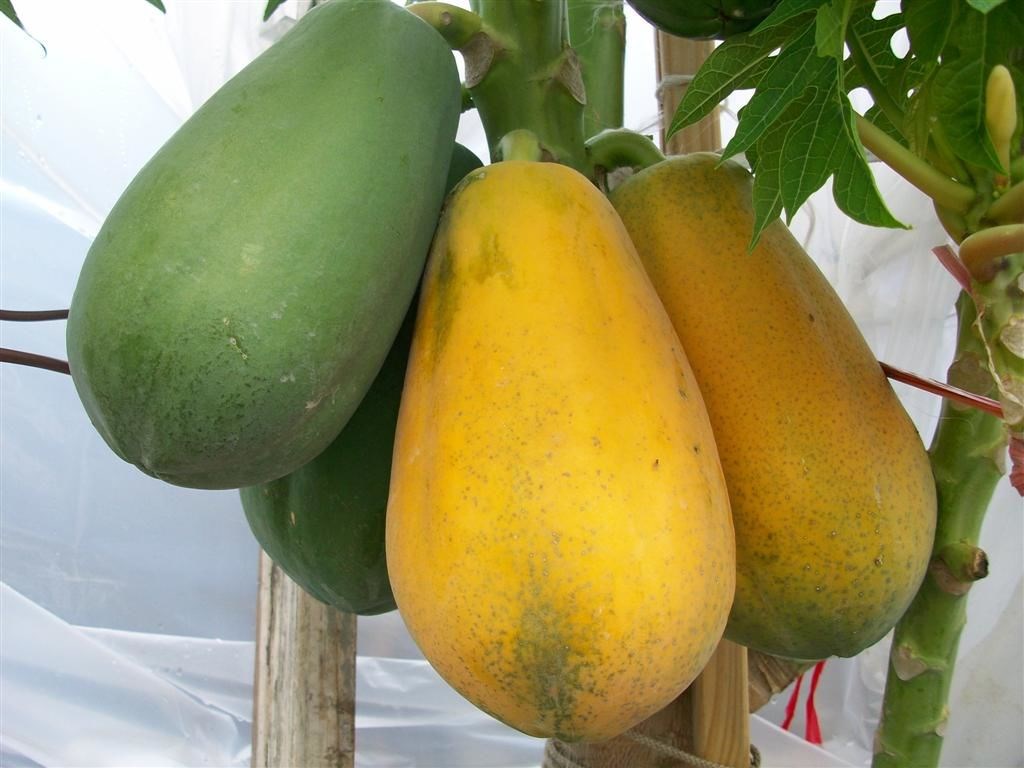 cây đu đủ tại vườn ươm ILG