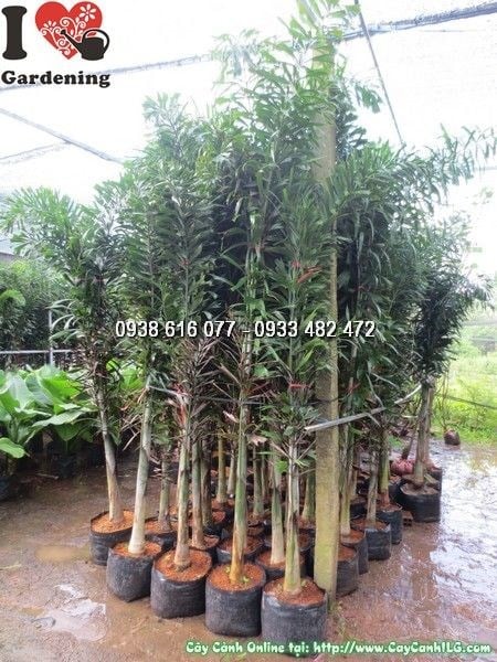 Cây đủng đỉnh trồng hàng lối tạo cảnh quan công trình