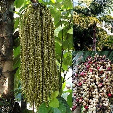 Cây đủng đỉnh tại vườn ILG – dáng cây nhiệt đới sang trọng