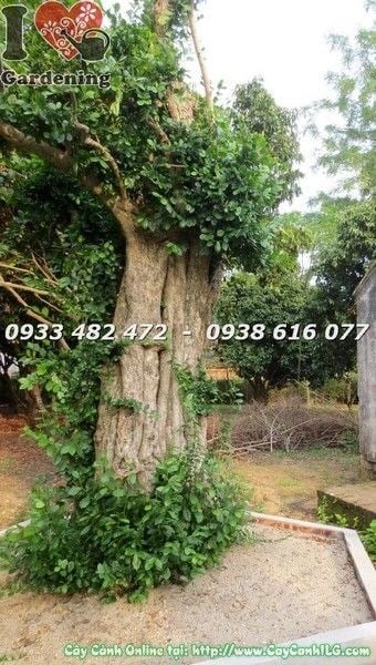 Cây Duối Cổ Thụ Gốc Lớn Đk 50cm – cận cảnh gốc và tán