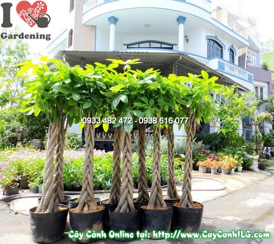 Cây Đuôi Sam cao 130cm – tán tròn đều sau khi cắt tỉa tạo dáng