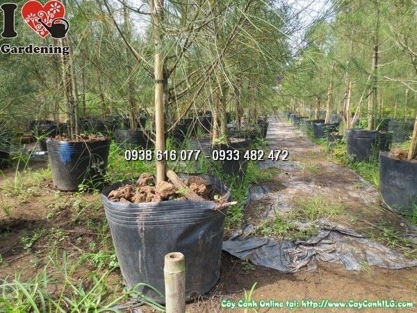cây dương 1m6 lá kim đặc trưng