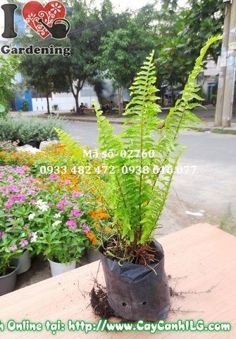 Cây dương xỉ phát triển tươi tốt, nhân giống thành công