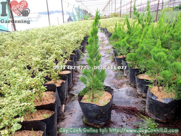 cây duyên tùng giống cao 35cm Ms 13200 tại ILG