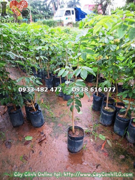 Cây giáng hương 1m4 Ms 17609 – cây bóng mát công trình tại ILG