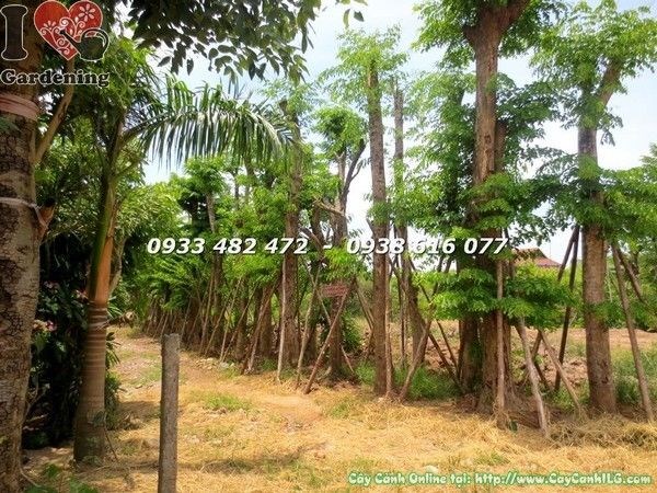 Cây giáng hương cổ thụ đủ kích cỡ tại vườn ILG