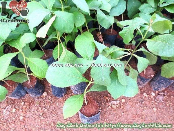 Cây Giá Tỵ giống khỏe mạnh – phù hợp trồng cảnh quan và lâm nghiệp
