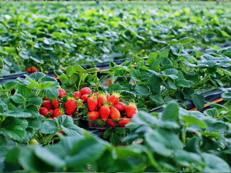 Cây dâu tây giống khỏe, lá xanh tươi, trồng chậu trang trí sân vườn