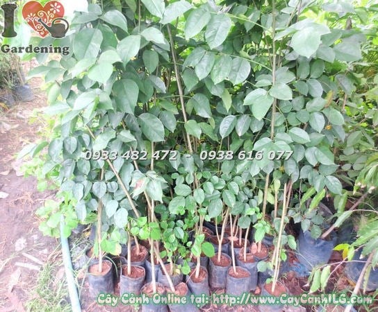 Cây Gõ Đỏ cao 1m5 – thân cành và tán lá đặc trưng
