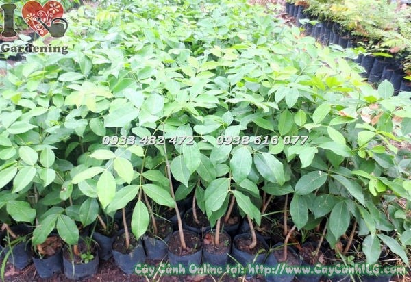 Cây Gõ Đỏ giống cao 60cm – lá xanh khỏe, phát triển tốt