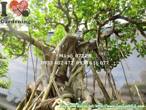 Cây gừa núi bonsai cổ thụ Ms 07279 – phong thái cổ kính hiếm có