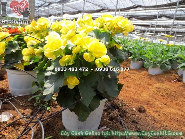 Hình ảnh cây hải đường hoa vàng cao 25cm – Ms 14523 tại vườn ILG