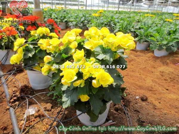 Cây hải đường hoa vàng 25cm – cách chăm sóc, tưới nước, bón phân đúng cách
