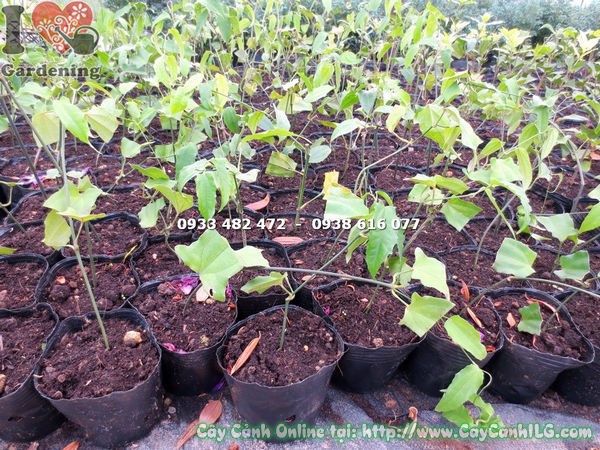 Hoa hàm cọp vàng buông rũ đẹp mắt - cây giống ILG
