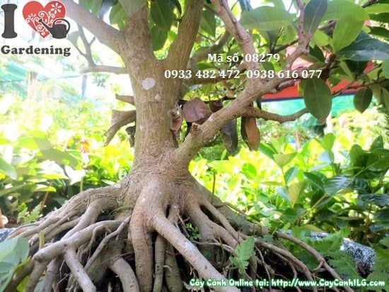 Chi tiết hoa cây hàm tiếu trắng ngà hương thơm dịu