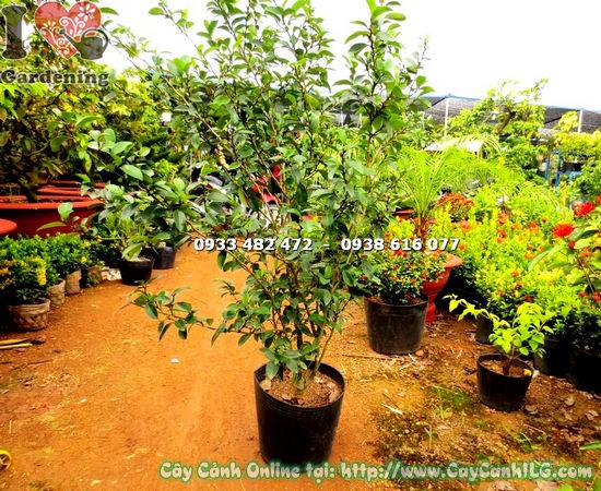 Hình ảnh cây hàm tiếu cao 1m Ms 17605 tại vườn ILG