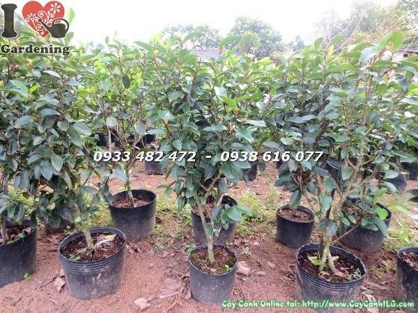 Cây hàm tiếu 70cm khỏe mạnh, lá xanh bóng không sâu bệnh