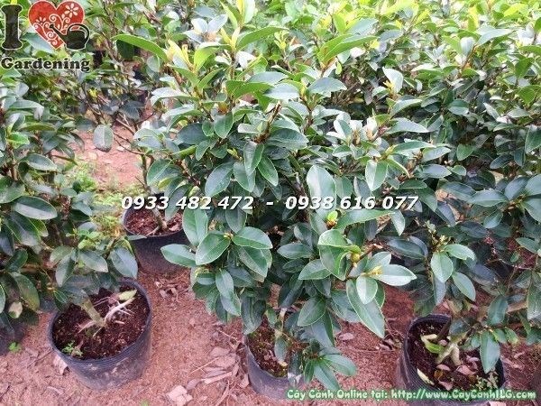 Cây hàm tiếu các kích thước từ giống đến cây trưởng thành tại ILG