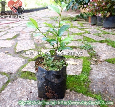 Cây hàm tiếu giống cao 20cm – cây giống Ms 14838 tại vườn ILG