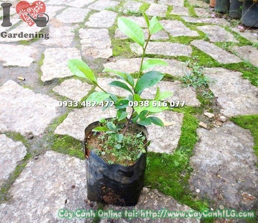 Cây hàm tiếu giống cao 20cm – thích hợp trang trí sân vườn, ngoại thất