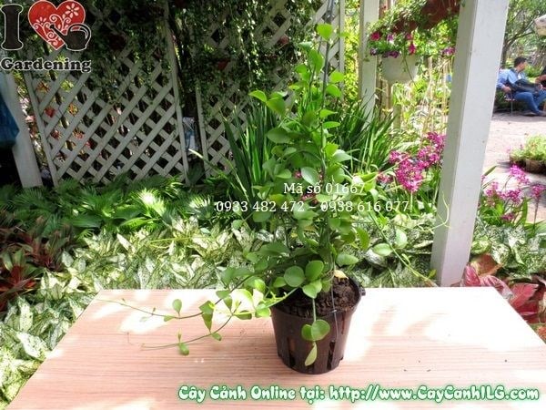 Cây hạt dưa chậu nhựa cao 40cm – dáng rủ tự nhiên trang trí đẹp