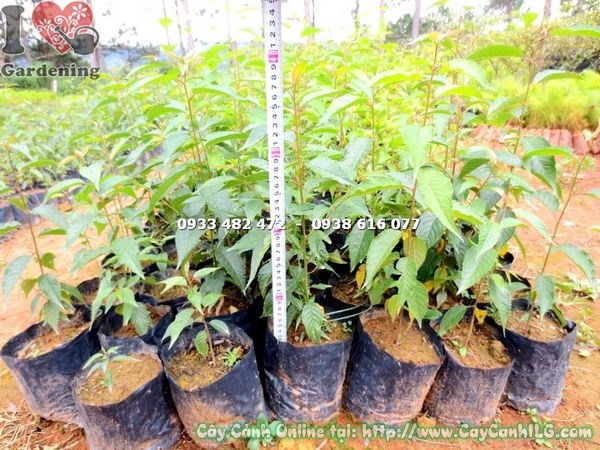 Hoa anh đào nở rộ màu hồng nhạt đặc trưng