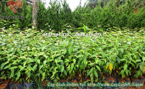 Cây hoa anh đào giống cao 60cm Ms 16240 tại vườn ILG