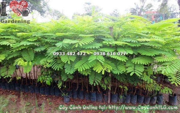 Cây phượng vĩ cao 1,4m tại vườn ILG – Ms 17763