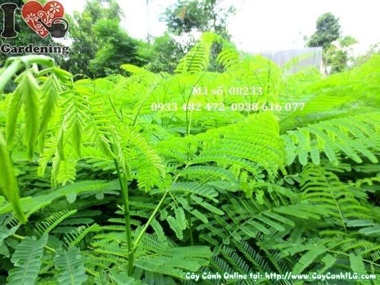 Cây phượng vĩ giống cao 1,4m – kích thước lý tưởng trồng công trình
