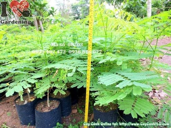 Cây phượng vĩ giống 50cm – đặc điểm cây non