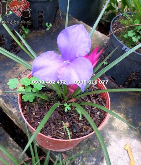 Cây quạt ba tiêu nhỏ – kiểng hoa lạ sắc tím mộng mơ